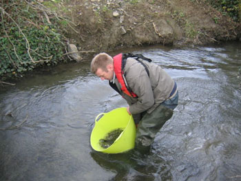 Stocking the River Dodder