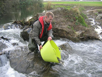 Stocking the Camac River
