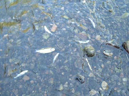 Tolka pollution incident 2005