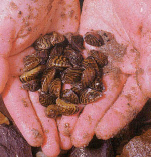 Zebra Mussels