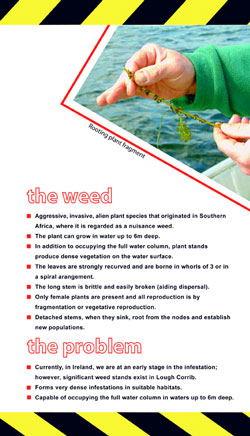 Brochure page: Lagarosiphon major rooting plant fragment