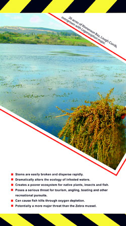 Brochure page: 26 acres of Rinneroon Bay, Lough Corrib, overgrown with Lagarosiphon major.